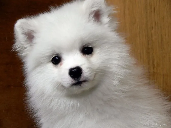 ID:2104-02078の子犬