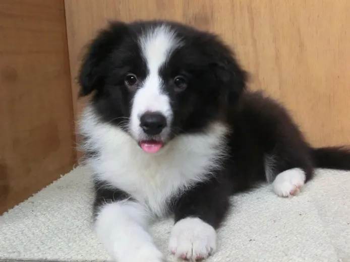 ID:1408-01046の子犬