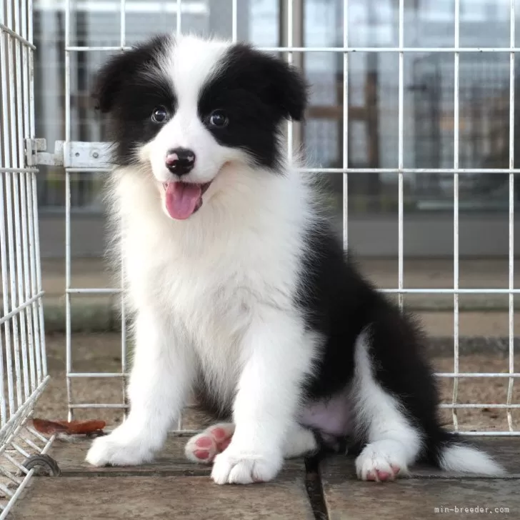 ID：2408-00774の子犬