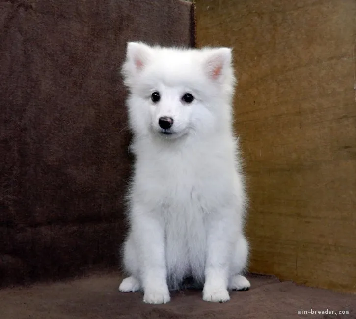ID:1704-00687の子犬
