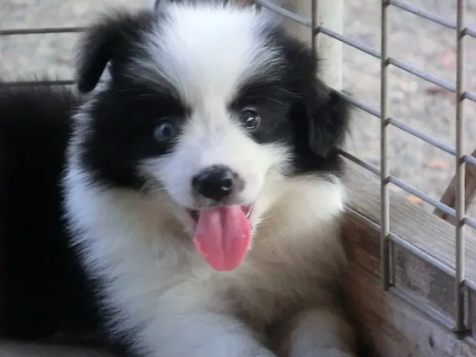 ID:1307-00845の子犬