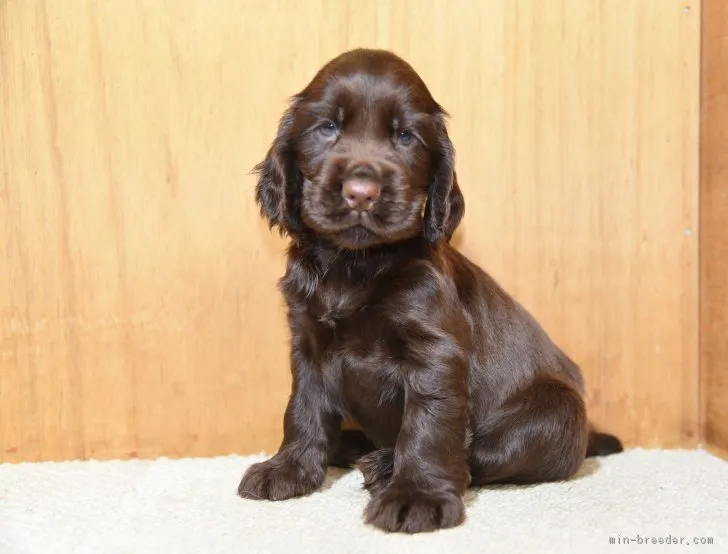 ID:1807-01707の子犬