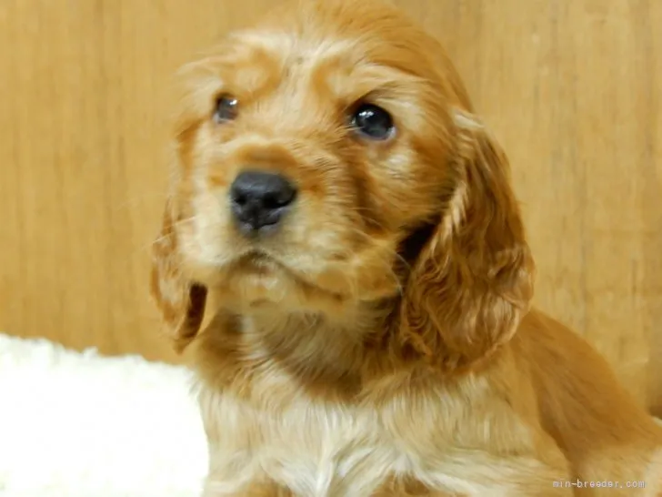 ID:2112-01500の子犬