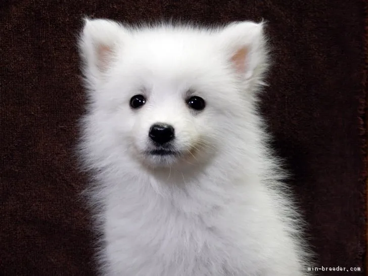 ID：1703-00904の子犬