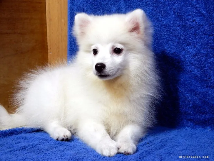 るの字 様のお迎えした子犬