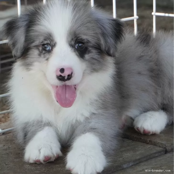 ID:2408-00016の子犬