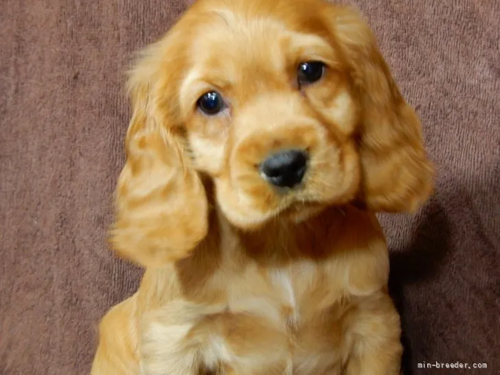 ID：2110-03615の子犬