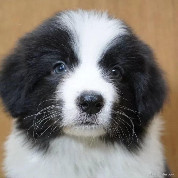 ID:2401-00469の子犬