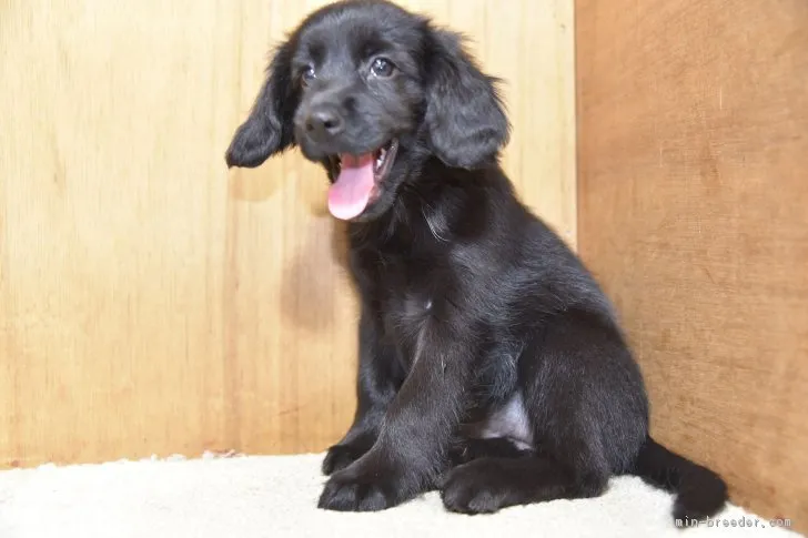 ID:1808-00470の子犬