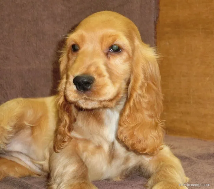 ID：1601-01242の子犬