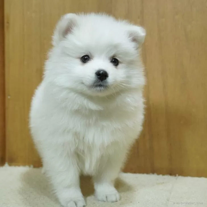 ミサ 様のお迎えした子犬