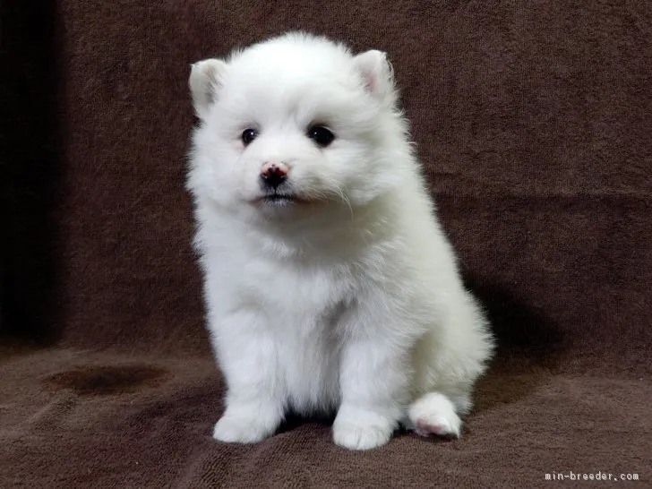 ID:1703-00111の子犬