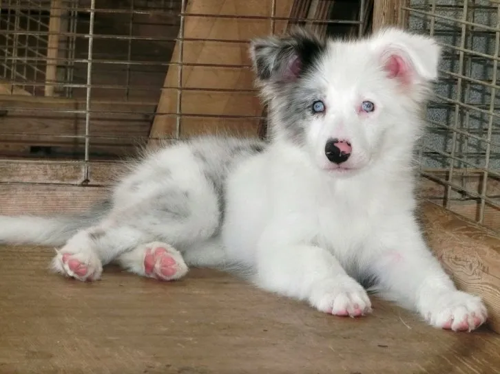 ID:1605-00720の子犬
