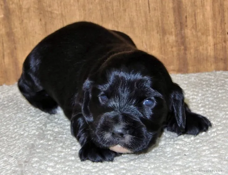 ID:2201-04285の子犬