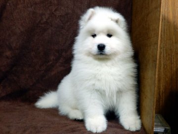 サモエド【栃木県・男の子・2021年12月12日・白】の写真「上質なサモエド」