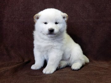 柴犬(標準サイズ)【栃木県・男の子・2017年1月20日・白(淡赤)】の写真「両親とも性質温和です。」