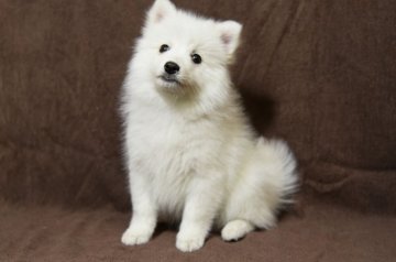 日本スピッツ【栃木県・男の子・2018年12月13日・白】の写真「白い妖精」