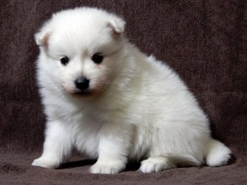 日本スピッツ【栃木県・男の子・2019年12月24日・白】の写真「性質温和で無駄吠えしない改良されたスピッツです」