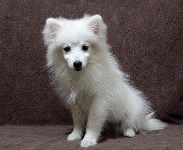 日本スピッツ【栃木県・女の子・2019年1月28日・白】の写真「小振りな仔です」