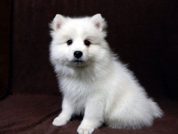 日本スピッツ【栃木県・男の子・2018年1月13日・白】の写真「性質温和で無駄吠えしない改良されたスピッツ」