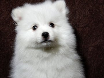 日本スピッツ【栃木県・男の子・2019年1月26日・白】の写真「いつも笑顔の白い妖精」