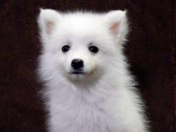 日本スピッツ【栃木県・男の子・2017年1月1日・白】の写真「性質温和で無駄吠えしない改良されたスピッツです」