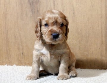 イングリッシュコッカースパニエル【栃木県・女の子・2019年12月20日・ゴールド(レッド)】の写真「ソリッドカラーの系譜です」