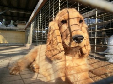 イングリッシュコッカースパニエル【栃木県・男の子・2013年5月30日・レッド】の写真「」