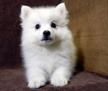 日本スピッツ【栃木県・女の子・2017年7月19日・白】の写真「白い妖精」