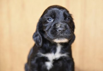 イングリッシュコッカースパニエル【栃木県・男の子・2018年8月28日・ブラック】の写真「両親ともブラックです」