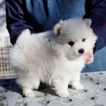 日本スピッツ【栃木県・女の子・2023年12月19日・ホワイト】の写真「毛吹きの良い仔です」