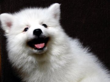 日本スピッツ【栃木県・男の子・2019年6月12日・白】の写真「性質温和で無駄吠えしない改良されたスピッツです」