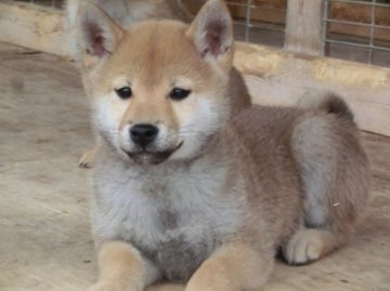 柴犬(標準サイズ)【栃木県・男の子・2013年12月27日・赤】の写真「性質温和で大人しい」