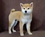 柴犬(標準サイズ)【栃木県・女の子・2017年1月19日・赤】の写真1