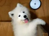 サモエド【栃木県・男の子・2021年12月22日・ホワイト】の写真2