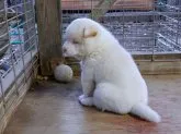 柴犬(標準サイズ)【栃木県・男の子・2016年11月1日・白(淡赤)】の写真3