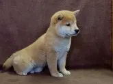 柴犬(標準サイズ)【栃木県・女の子・2017年1月19日・赤】の写真3