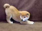 柴犬(標準サイズ)【栃木県・女の子・2017年1月19日・赤】の写真4