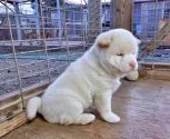 柴犬(標準サイズ)【栃木県・男の子・2016年11月1日・白(淡赤)】の写真5