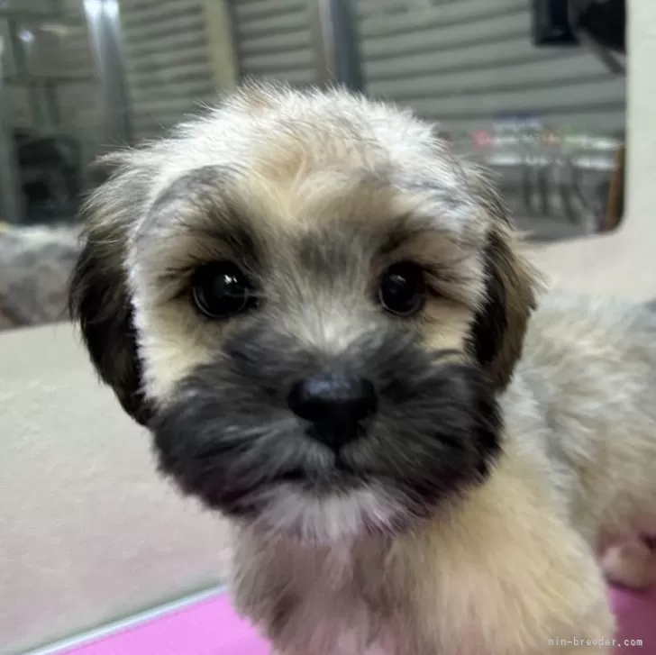 ID：2501-03328の子犬