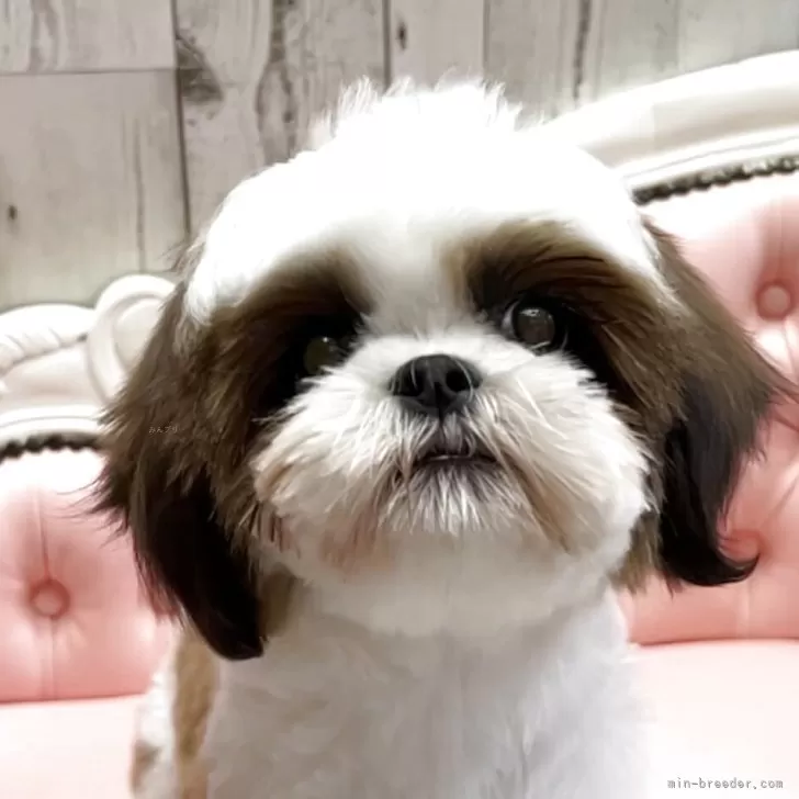 M.M 様のお迎えした子犬