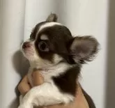 チワワ(ロング)【大阪府・男の子・2024年12月8日・チョコレートタン&ホワイト】の写真2