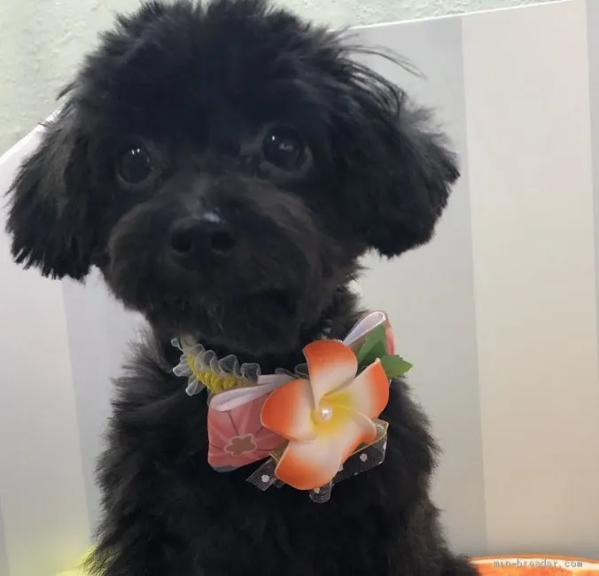 ID：2009-00430の子犬