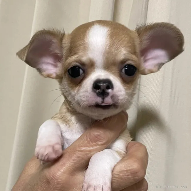 ID：2211-04147の子犬