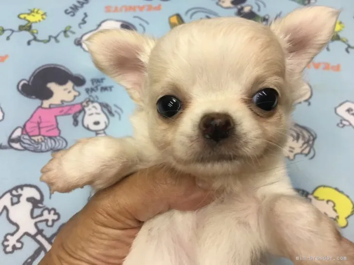 ID：1807-02515の子犬