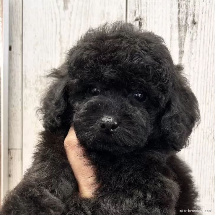 ID：2407-00794の子犬