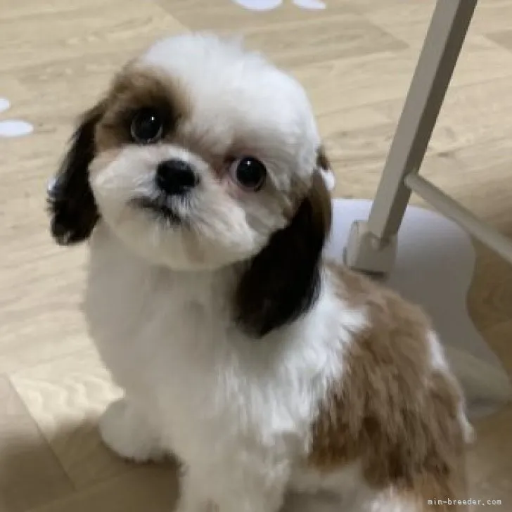 ID：2309-01852の子犬