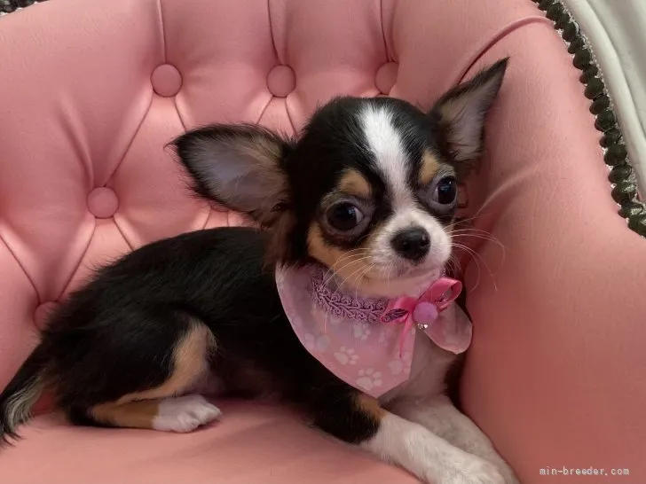 ID：2107-02210の子犬