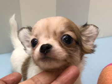 チワワ(ロング)【大阪府・女の子・2019年11月17日・レッド&ホワイト】の写真「アイパンチが可愛い女の子！両親、遺伝子検査済み」