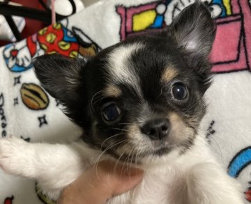 チワワ(ロング)【大阪府・男の子・2021年3月28日・ホワイト&ブラック】の写真「小さな男の子です！」